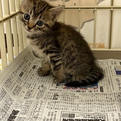 【お話し中】イケメンキジトラ君 🐯1ヶ月【見学大歓迎】 - さぬき市