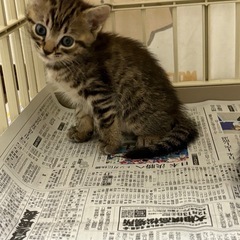 【お話し中】イケメンキジトラ君 🐯1ヶ月【見学大歓迎】