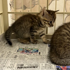 【お話し中】イケメンキジトラ君 🐯1ヶ月【見学大歓迎】 - 猫