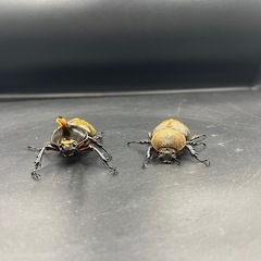 【ペア】DHヘラクレス♂97mm♀63mm ※送料事前連絡にて変更可 ※直接受け渡しに変更可の画像