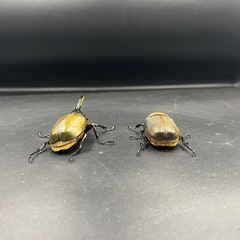 【ペア】DHヘラクレス♂97mm♀63mm ※送料事前連絡にて変更可 ※直接受け渡しに変更可の画像