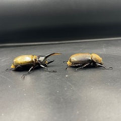 【ペア】DHヘラクレス♂97mm♀63mm ※送料事前連絡にて変更可 ※直接受け渡しに変更可の画像