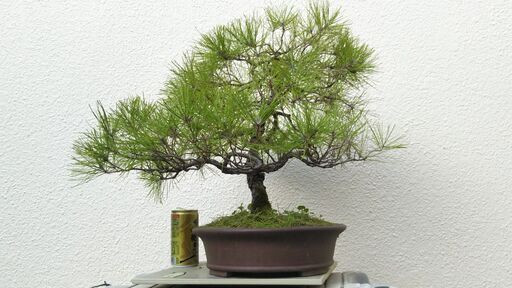 琉球松