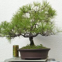 琉球松の画像