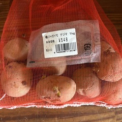 種ジャガイモ🥔の画像