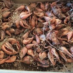 わけぎ　球根の画像