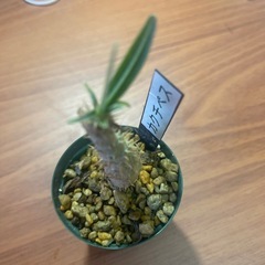カクチペス　植物の画像