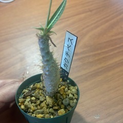カクチペス　植物の画像