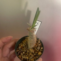 カクチペス　植物の画像