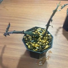 セロべキア　ボッセリ　植物の画像