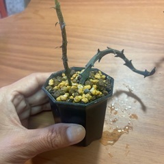 セロべキア　ボッセリ　植物の画像