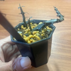 セロべキア　ボッセリ　植物の画像