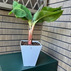 観葉植物　ミニバナナの苗木I
の画像