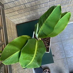 観葉植物　ミニバナナの苗木I
の画像