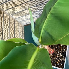 観葉植物　ミニバナナの苗木I
の画像