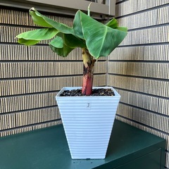 観葉植物　ミニバナナの苗木Jの画像