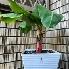 観葉植物　ミニバナナの苗木Jの画像