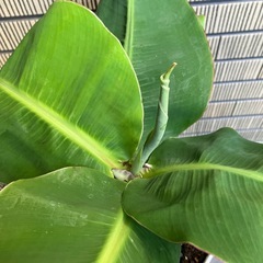 観葉植物　ミニバナナの苗木Kの画像