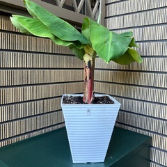 観葉植物　ミニバナナの苗木Kの画像