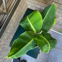 観葉植物　ミニバナナの苗木Kの画像