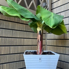 観葉植物　ミニバナナの苗木Kの画像
