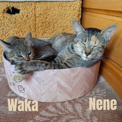 隣家の廃屋で野良ママ猫が子猫を出産。母娘猫の里親探しをして…