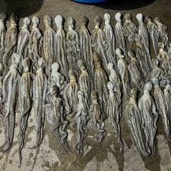 ♦︎シガヤーダコ 受付♦︎の画像