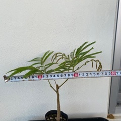 エバーフレッシュ実生の画像