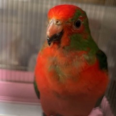 キンショウジョウインコ