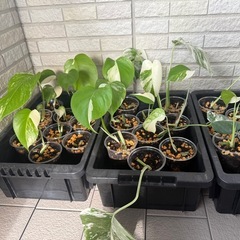 一旦停止！モンステラ ホワイトタイガー