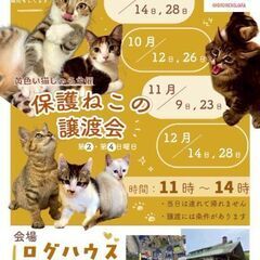 １歳過ぎ　とってもビビりで優しい男の子のモカくん【9月28日(日曜日)　🌟久留米市野中町ログハウス🌟譲渡会🌟】 - 里親募集