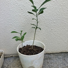 🪴シィークァーサー苗🌱(中・小)の画像