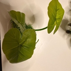 水槽飾り＋ガラス磨きの画像