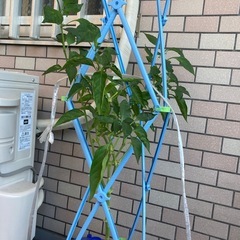 話し中①の画像