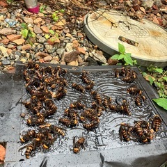 【即日対応】スズメバチ駆除OK✨