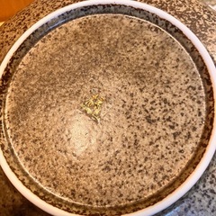 未使用★うさぎ柄の和皿:２枚セットの画像