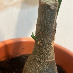 🪴観葉植物♡パキラ🪴の画像