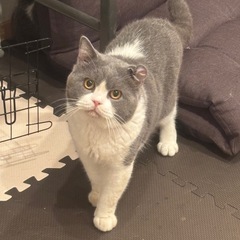 【去勢済み】ブリティッシュショートヘア 