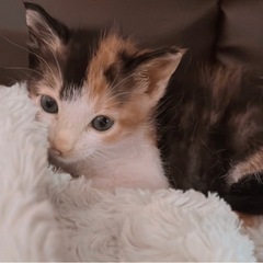 仔猫︎︎ ♀女の子