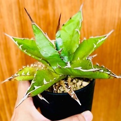 🉐大サイズ！人気のアガベ！チタノタブルー！鉢付き！子株も生えてきてる！の画像