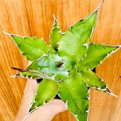 🉐大サイズ！人気のアガベ！チタノタブルー！鉢付き！子株も生えてきてる！の画像