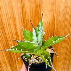 🉐大サイズ！人気のアガベ！チタノタブルー！鉢付き！子株も生えてきてる！の画像