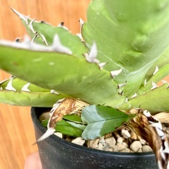 🉐大サイズ！人気のアガベ！チタノタブルー！鉢付き！子株も生えてきてる！の画像