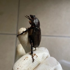 カブトムシ　メス　1匹の画像