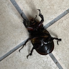 カブトムシ　メス　1匹の画像