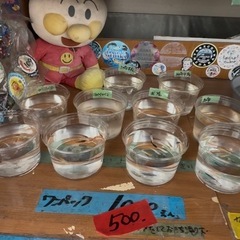 めだか、メダカ、本日サービスデイ👍🐯の画像