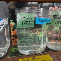 めだか、メダカ、本日サービスデイ👍🐯の画像