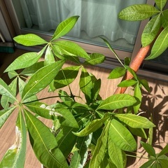 グリーン植物　無料でお譲りします。の画像