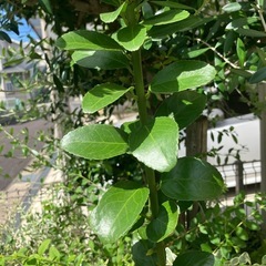 まさきの画像
