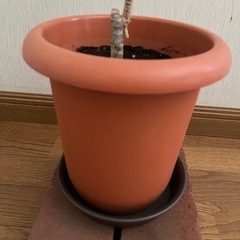 🪴観葉植物♡コンシンネ🪴の画像